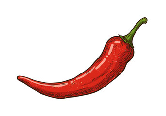 Vibrant Red Chili Pepper with Green Stem Illustration.