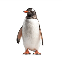 Penguin fullbody isolated on a white background studio shot