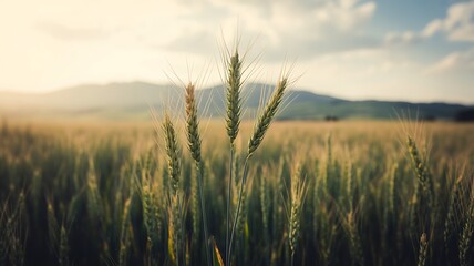 Naklejka premium Golden Wheat Field at Sunset with Hills in Background Agriculture and Harvest Season