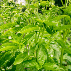 close up of a sweet basil plant 