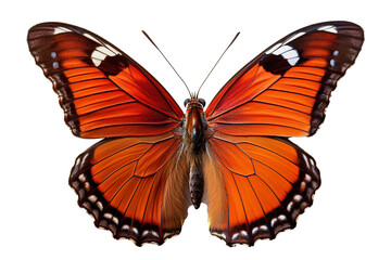 butterfly isolated on white