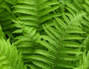 Lush green fern fronds fill the frame, showcasing intricate textures and vibrant color