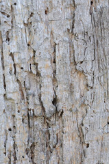 Texture of old wood damaged by insects. Texture for background.