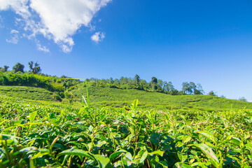 Temi tea garden of Ravangla, Sikkim, beautiful vast tea plantation on gradually sloping field with mountains and blue sky in the background. It is only tea garden in Sikkim, one of the world's best.
