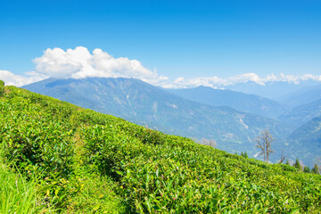 Fototapeta premium Temi tea garden of Ravangla, Sikkim, beautiful vast tea plantation on gradually sloping field with mountains and blue sky in the background. It is only tea garden in Sikkim, one of the world's best.