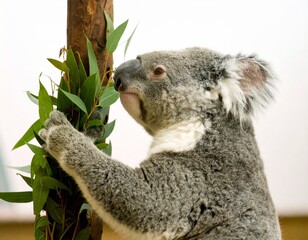 Fototapeta premium A curious koala clings to a eucalyptus tree branch, enjoying fresh green leaves.