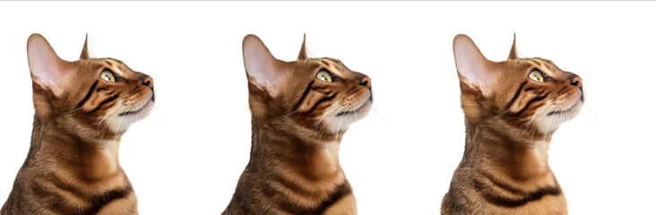 Set of three sideview photographic portraits of a cute brown Bengal cat isolated against a white background in a studio setting