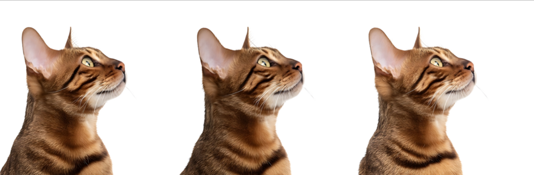 Set of three sideview photographic portraits of a cute brown Bengal cat isolated against a white background in a studio setting