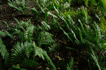 Fototapeta premium Lush green ferns growing in a forested area in Lancut, Poland