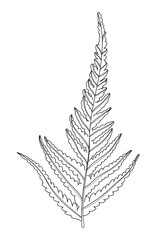 Fern. Linear fern. Botany. Abstract linear leaf. Vector illustration of a leaf