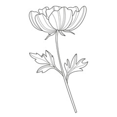 Flower. Linear flowers. Botany. Abstract linear flower. Vector illustration of a flower