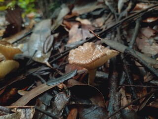 Mushrooms grow in the forest after the rain.