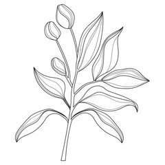 Flowers and leaves. Linear leaves. Botany. Abstract linear leaves. Vector illustration of flowers and leaves