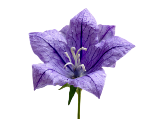 Beautiful bellflower blooming colorful garden