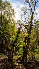 Sunlight filters through new leaves on ancient forest trees.