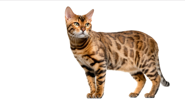 Bengal cat isolated on a white background full body in a photo studio with copy space concept