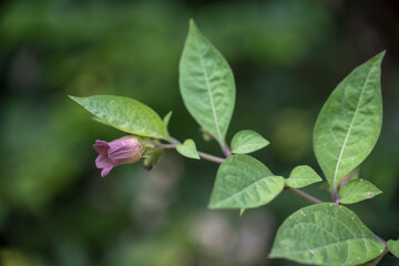 Light purple flower and green leaves of deadly nightshade.
