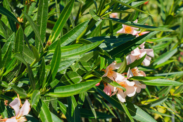 Pink oleander flowers with green narrow leaves in sunlight creating natural botanical background