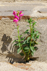 Pink snapdragon flower blooming between stone pavement cracks under bright summer sunlight