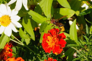 Hornet collecting nectar on vibrant red marigold flower in summer garden with green foliage