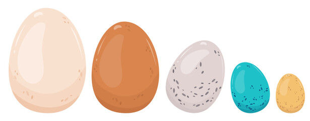 Isolated bird eggs of different colors and sizes. Chicken eggs white and brown, blue thrush, gray quail, yellow. Vector illustration, choice of color and shape. Ingredients for cooking breakfast
