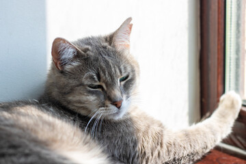 Fototapeta premium A Relaxed Cat Enjoying Gentle Sunlight Streaming Through the Window