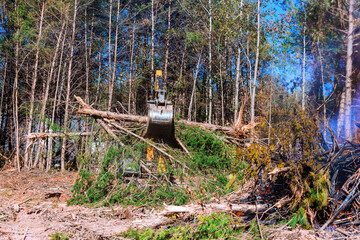 Excavator removes fallen trees and debris in a forest area, completing land clearing tasks amid natural surroundings.