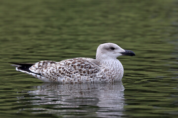 Great black-backed gull