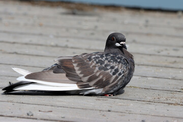 Feral pigeon