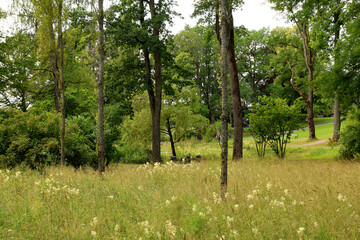 Forest
