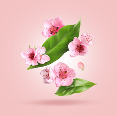 Beautiful spring flowers and green leaves falling against pink gradient background