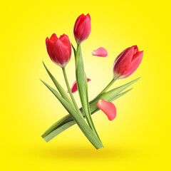 Aromatic tulips and petals falling against yellow gradient background