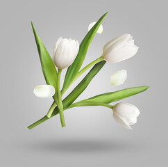 Beautiful white tulip flowers and petals in air against grey gradient background