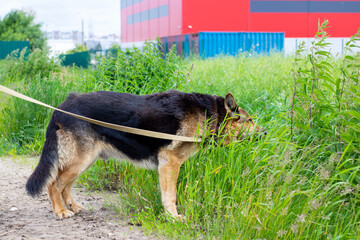 Dog Sniffing in Lush Greenery Near Industrial Area