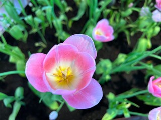 Close-up view of a single, light pink tulip blossom, surrounded by other slightly blurred pink tulips in a garden setting. The image evokes a feeling of springtime and natural beauty.