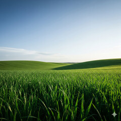 Fototapeta premium green wheat field