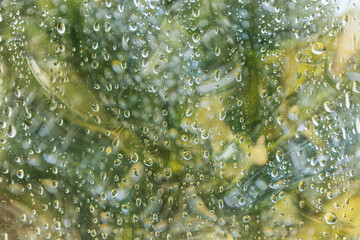 Rain Drops on a Window