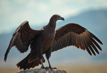 Soaring Raptor, Eagle, Hawk, Falcon, Bird of Prey, Nature and Wildlife