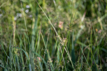 Small flowers of the marsh plant Scirpus microcarpus.  © lapis2380