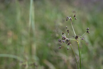 Small flowers of the marsh plant Scirpus microcarpus.  © lapis2380
