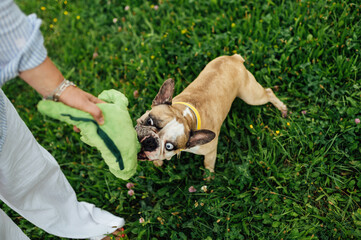 Adorable French Bulldog with Different Colored Eyes Playing Outdoor