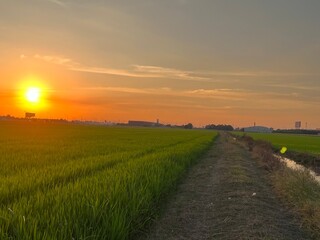 Golden Sunset over Lush Rice Paddy Fields,  Sunset over a Wheat Field,Sunset view at farmland. Bright sun sets over green field, trees. Golden hour.