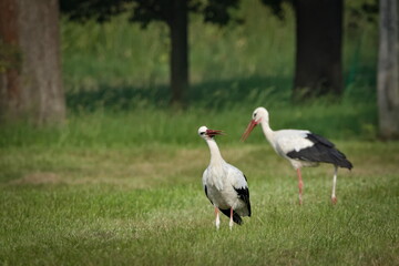 White Stork (Ciconia ciconia) – common species in Czech Republic, two individuals foraging on meadow.