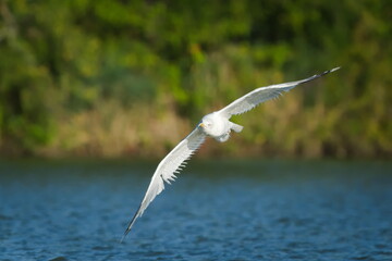 Yellow-legged Gull (Larus michahellis) in flight over water – common species in the Czech Republic.