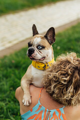 Adorable French Bulldog with Different Colored Eyes Playing Outdoor