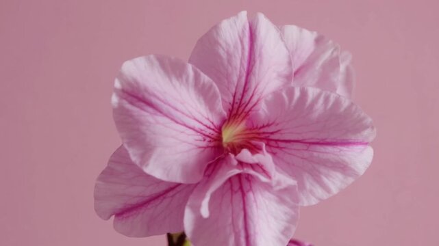 Pink Peruvian lilies arranged upon roseate backdrop, embodying vernal motif