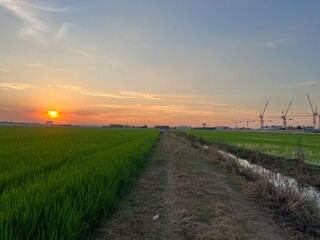 Green farmland and countryside scenery ,  Lush green rice cultivation areas