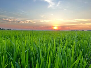Green farmland and countryside scenery ,  Lush green rice cultivation areas
