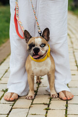 Adorable French Bulldog with Different Colored Eyes Playing Outdoor