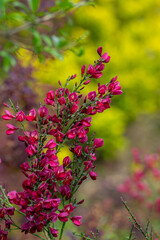 Fototapeta premium Cytisus scoparius scotch broom ornamental flowers in bloom, deep purple red bright color flowering plant